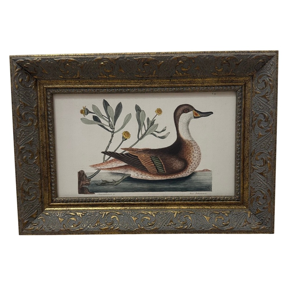 Petal Lane Home Anas Bahamensis Duck Print Ornate Gold Distressed Frame 9.5x6.5